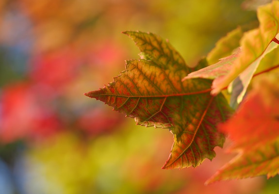 Paisagem ao Amanhecer